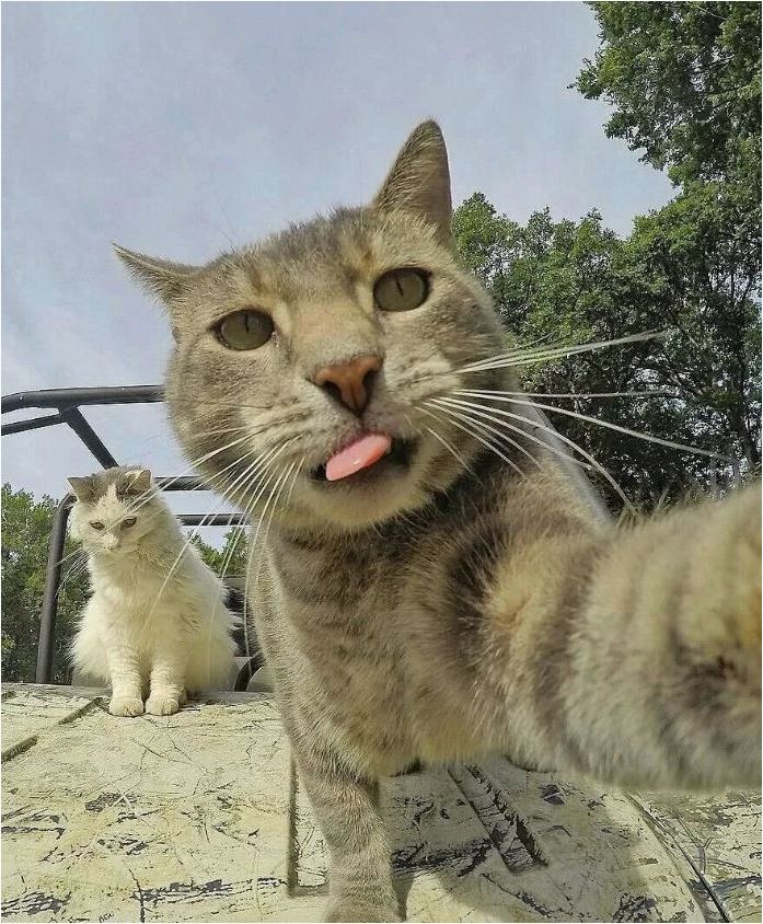 Смешные фото котов