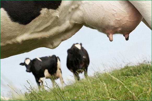 Лечение мастита у коров