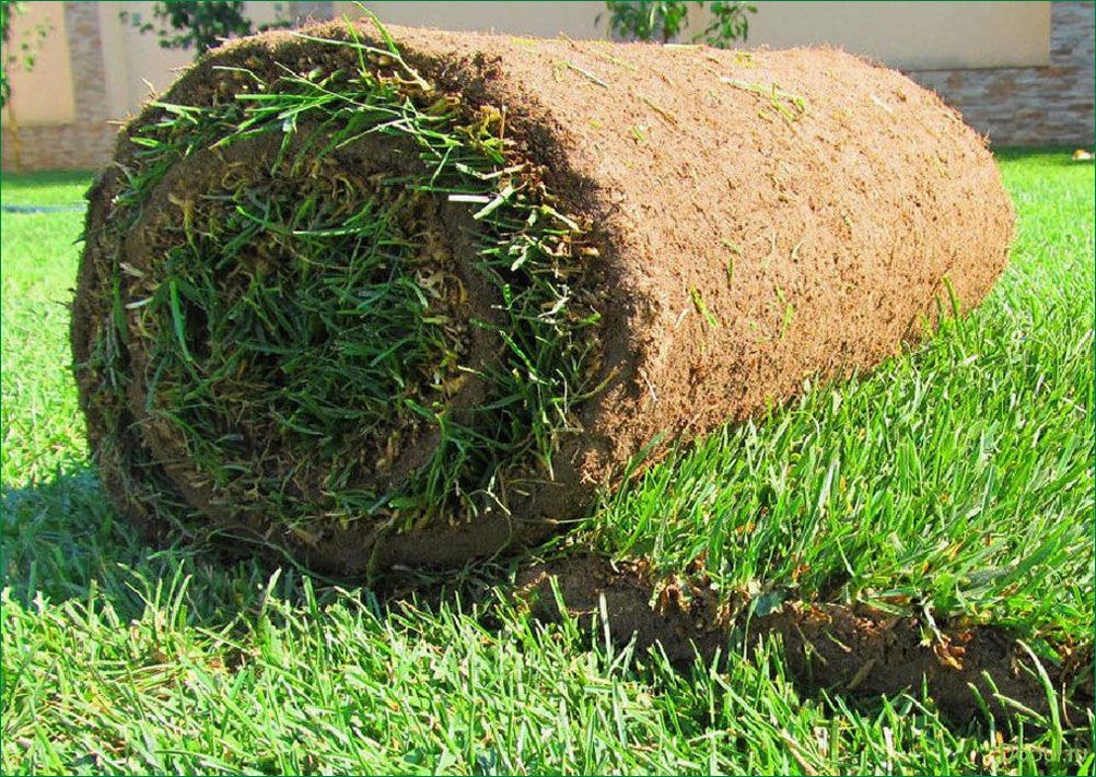 Рулонный газон — необходимый элемент благоустройства