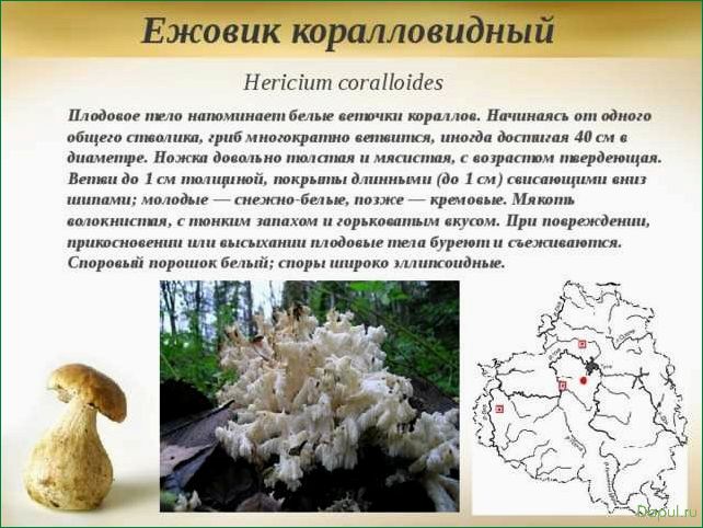 Ежовик гребенчатый: описание, особенности и сбор плодовых тел
