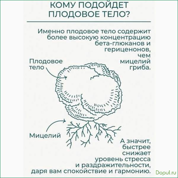 Ежовик гребенчатый: описание, особенности и сбор плодовых тел