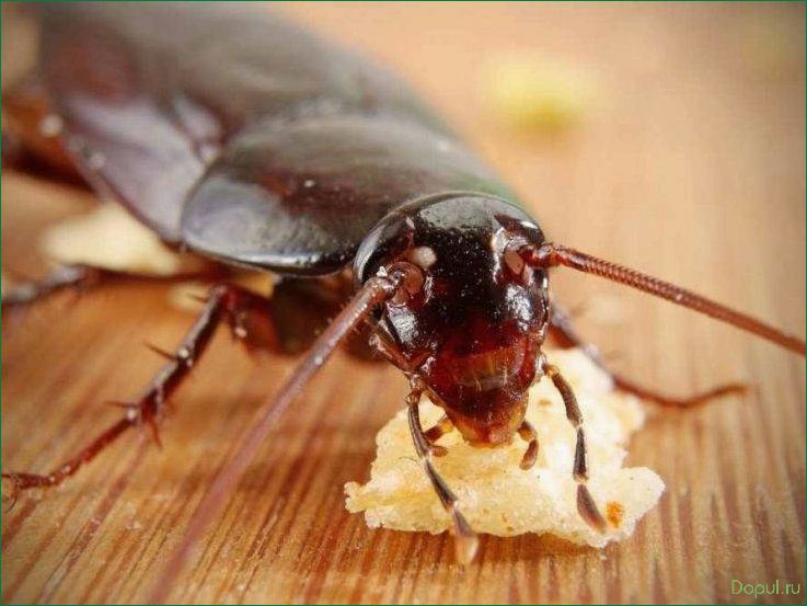 Избавляемся от тараканов в квартире: эффективные способы дезинфекции