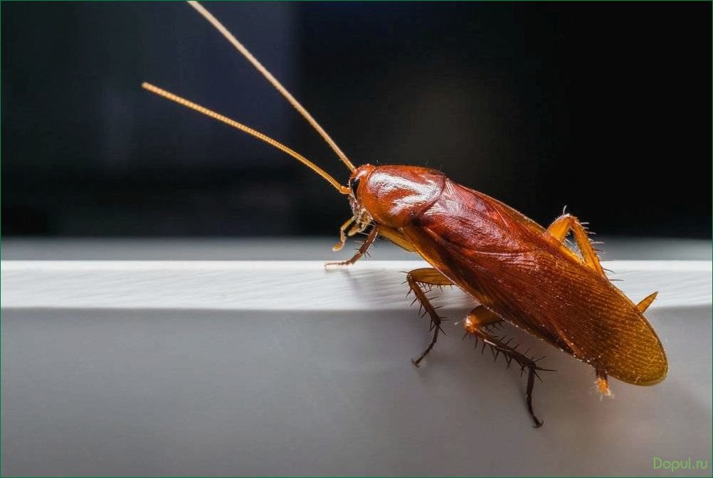 Избавляемся от тараканов в квартире: эффективные способы дезинфекции