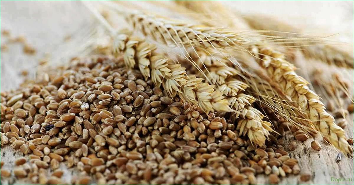 Купить зерно пшеницы для выпечки свежего домашнего хлеба: лучшие сорта и цены