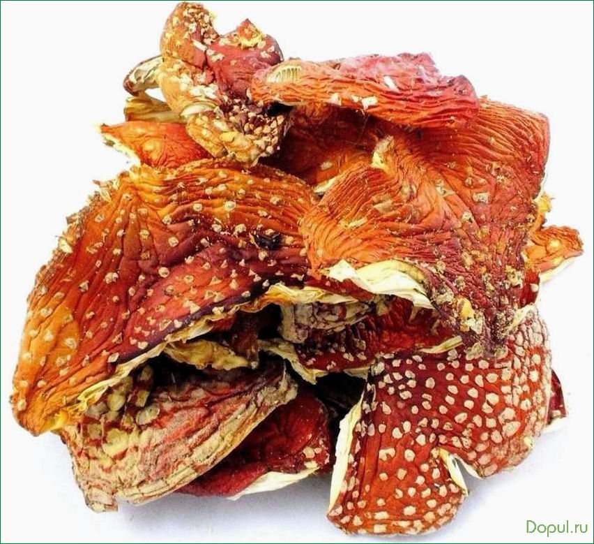 Мухомор красный: полезные свойства и особенности сушеного гриба