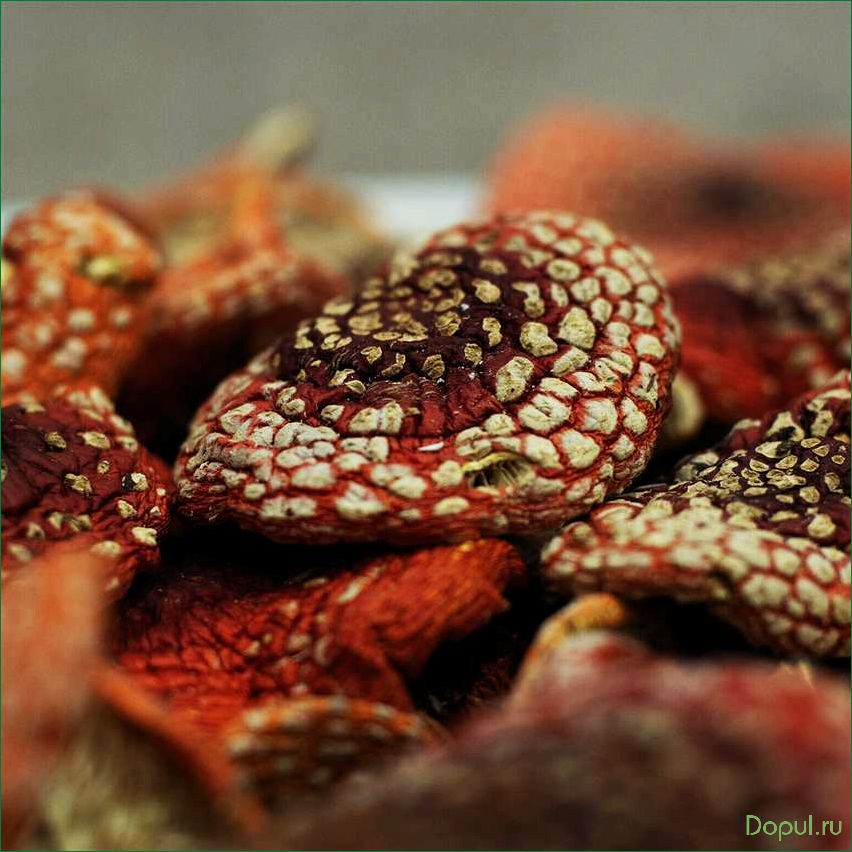 Мухомор красный: полезные свойства и особенности сушеного гриба