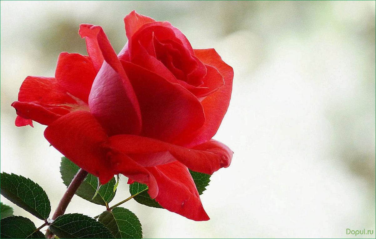 Магические открытки розы — идеи для создания романтических и уникальных подарков