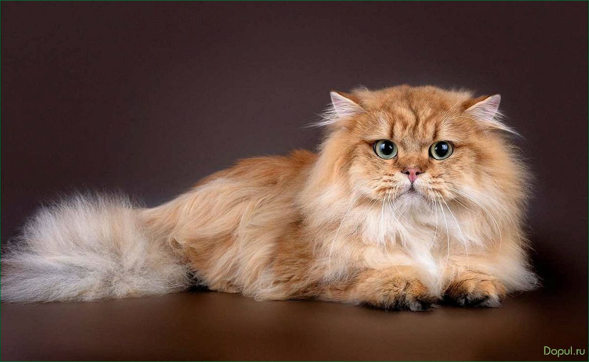 Породистые длинношерстные кошки — узнайте все о самых красивых и пушистых представителях кошачьего мира