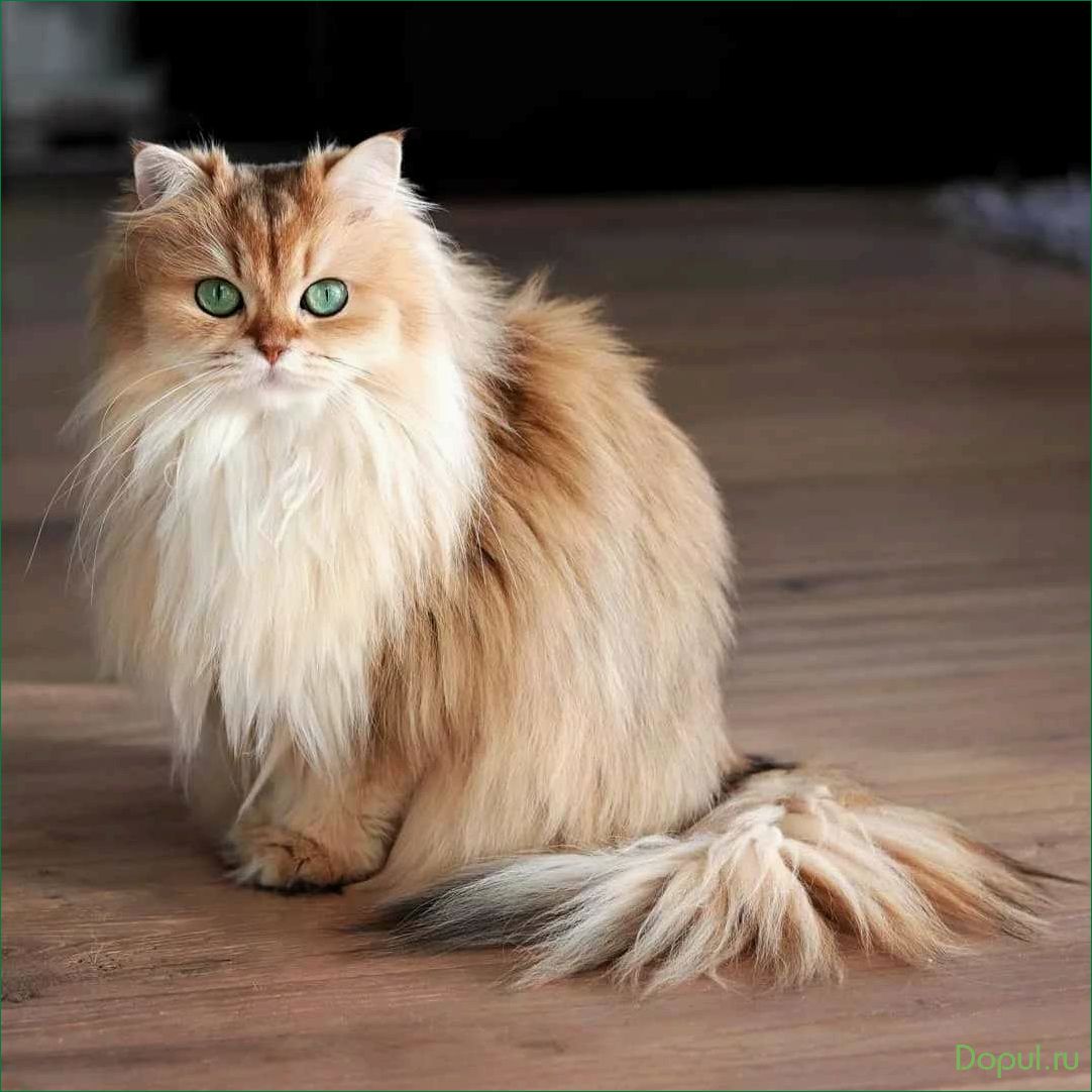 Породистые длинношерстные кошки — узнайте все о самых красивых и пушистых представителях кошачьего мира
